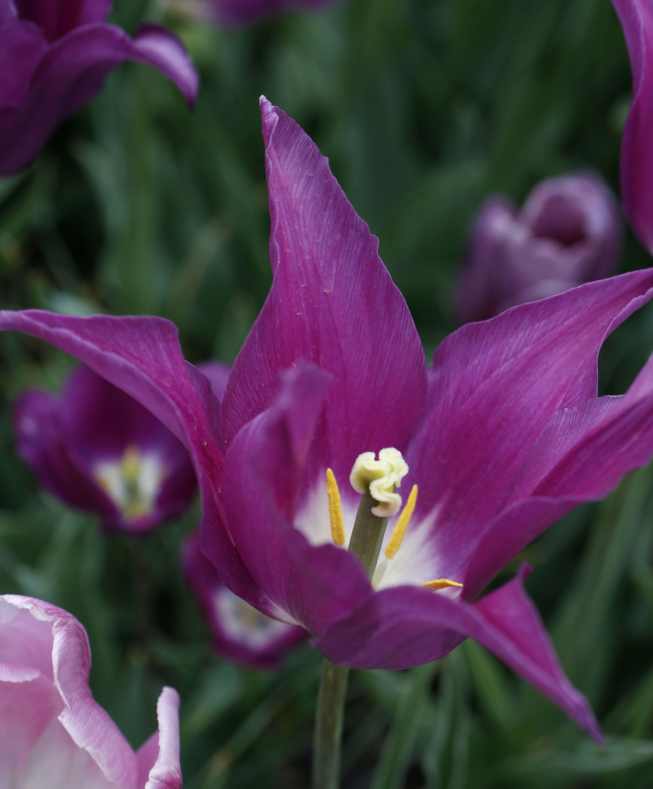 spring flowers